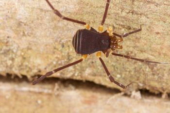 Media type: image;   Invertebrate Zoology 31583